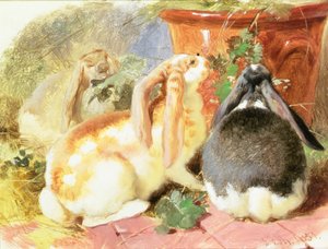 Studio di tre conigli dalle orecchie cadenti da John Frederick Herring Senior