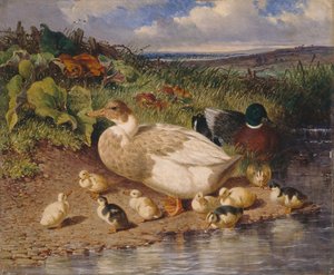 Anatre presso un ruscello da John Frederick Herring Snr