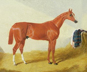 Elis da John Frederick Herring Senior