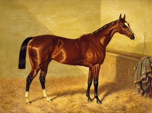 Orlando, un cavallo da corsa baio in una stalla, 1845 da John Frederick Herring Senior