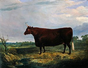 Ritratto di un toro marrone da John Frederick Herring Senior
