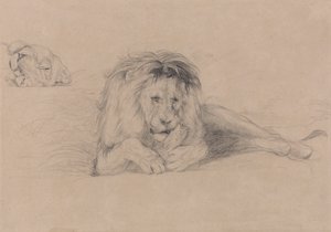 Studio di un leone e studio della testa di una leonessa