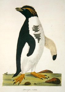 Aptenodytes-Crestata, illustrazione da 
