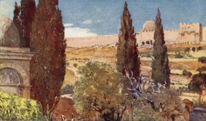 I cipressi del Giardino del Getsemani