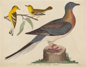 Piccione Passeggero, Warbler di Montagna Blu e Warbler di Hemlock da John G. Warnicke