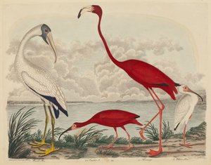 Ibis del legno, Ibis scarlatto, Fenicottero e Ibis bianco da John G. Warnicke