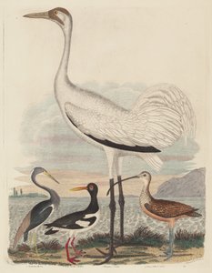 Airone della Louisiana, Beccaccia di mare, Gru urlante e Chiurlo beccolungo da John G. Warnicke after Alexander Wilson