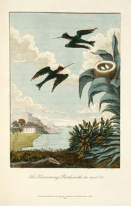 Colibrì, con il suo nido da John Gabriel Stedman