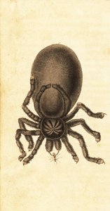 Tarantola rosa, Avicularia avicularia (incisione)