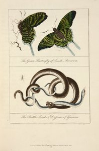 La farfalla verde del Sud America e il serpente a sonagli e dypsas della Guyana da John Gabriel Stedman