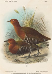 Uccelli delle Filippine da John Gerrard Keulemans