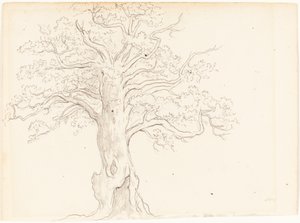 Una Quercia da John Glover