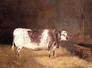 Mucca Shorthorn da John Goode