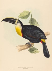 Tucano Osculante Ramphastos osculans da John Gould, Elizabeth Gould