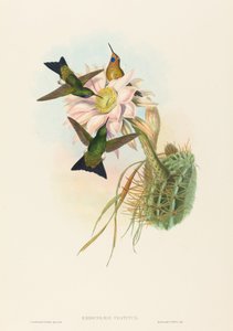 Eriocnemis vestitus Glowing Puff-Leg da John Gould and Henry Constantine Richter John Gould and Henry Constantine Richter