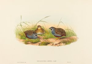 Excalftoria minima Quaglia dal petto blu. Creatori: John Gould, Henry Constantine Richter da John Gould and Henry Constantine Richter John Gould and Henry Constantine Richter