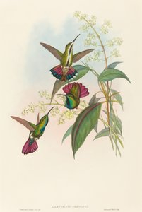 Lampornis prevosti. Creatori: John Gould, Henry Constantine Richter da John Gould and Henry Constantine Richter John Gould and Henry Constantine Richter
