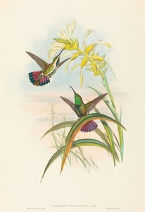 Lampornis veraguensis Veraguan Mango da John Gould and Henry Constantine Richter John Gould and Henry Constantine Richter