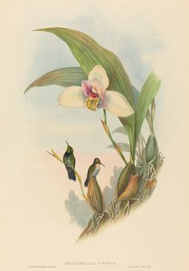 Myiabeillia typica Colibrì di Abeille. Creatori: John Gould, Henry Constantine Richter da John Gould and Henry Constantine Richter John Gould and Henry Constantine Richter