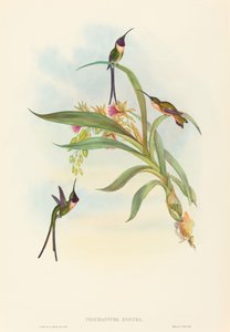 Tharmastura enicura Slender Shear-Tail. Creatori: John Gould, Henry Constantine Richter da John Gould and Henry Constantine Richter John Gould and Henry Constantine Richter