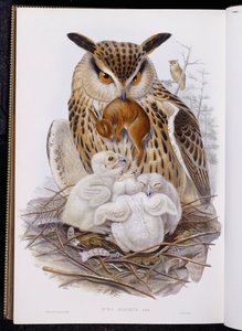 Un grande gufo e pulcini, da "Gli uccelli d