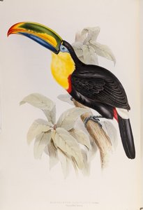 Una monografia dei Ramphastidae, o famiglia dei tucani, prima edizione, pubblicata nel 1834