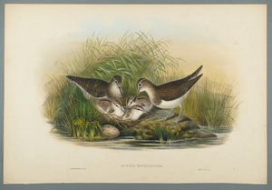 Piro piro piccolo da John Gould