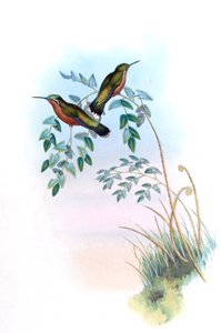 Adelomyia castaneiventris = Lampornis castaneoventris da John Gould