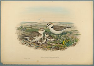 Fratino da John Gould