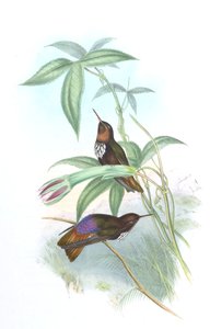 Aglaeactis castelnaui