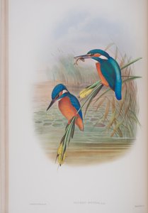Alcedo Ispida, tavola da The Birds of Great Britain di John Gould, pubblicato 1862-73 da John Gould