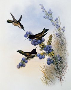 Colibrì di Anna (Calypte anna), incisione da Monograph of Trochilidae or Humming Birds (1849-1861), di John Gould (1804-1881), Regno Unito da John Gould