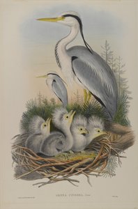 Airone cenerino da John Gould