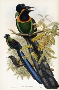 Astrapia di Arfak da John Gould