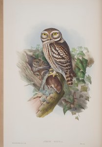 Athene Noctua, tavola da The Birds of Great Britain di John Gould, pubblicato 1862-73 da John Gould