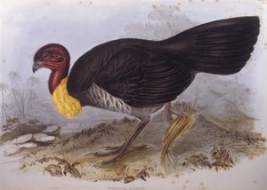 Tacchino spazzola australiano (incisione di John Gould) da John Gould