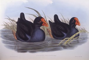 Pollo sultano australiano (Porphyrio melanotus), incisione di John Gould da John Gould