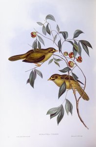 Campanaro minore (Manorina melanophrys), Incisione di John Gould da John Gould