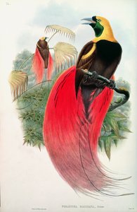 Uccello del Paradiso, inciso da T. Walter da John Gould