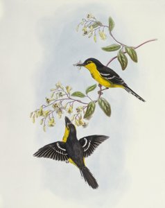 Beccafico pettonero (incisione di John Gould) da John Gould