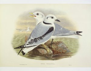 Gabbiano tridattilo (Rissa tridactyla), incisione di John Gould, William Hart, H C Richte da John Gould