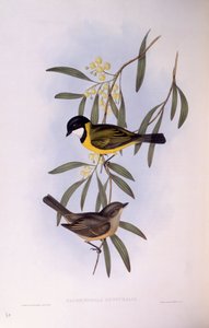 Fischiatore dalla coda nera (incisione di John Gould) da John Gould