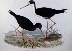 Cavaliere nero (Himantopus novaezelandiae), incisione da Birds of Australia da John Gould