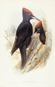 Picchio nero (Dryocopus martius), incisione di John Gould