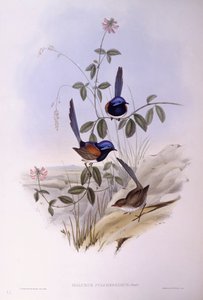 Maluro dal petto blu (Malurus pulcherrimus), Incisione di John Gould