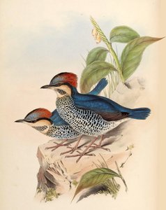 Pitta blu Pitta cyanea Blyth da John Gould