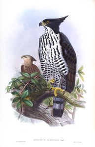 Aquila di Blyth Nisaetus alboniger (Gmelin) da John Gould