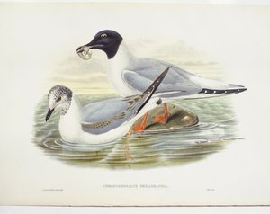Gabbiano di Bonaparte (Larus philadelphia), illustrazione da John Gould