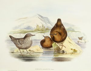Merlo acquaiolo bruno (Cinclus pallasii), Incisione di John Gould da John Gould