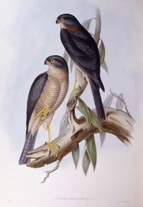 Merlo acquaiolo bruno (Cinclus pallasii), incisione di John Gould da John Gould